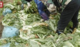 老坛酸菜最新爆料视频,最新爆料视频揭露惊人内幕